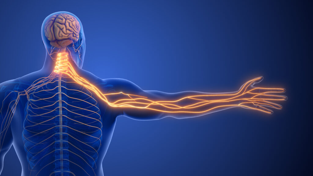 Only 10 percent of the nervous system can feel pain